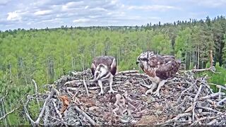 Estonian Osprey Nest (Marko & Miina) beautifull babies birds  in flying