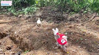 Monkey funny tricks