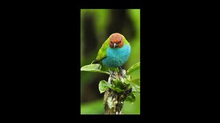 Mashallah beauty birds