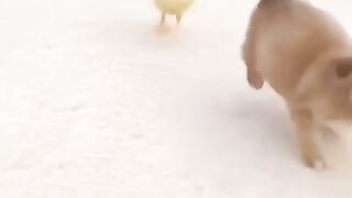 Duck and dog baby.