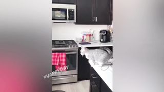 Funny Jokes With Animals