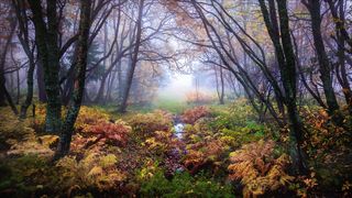 Relaxing with Nature Sounds