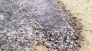 Allah_Ki_Qudrat_Ka_Karishma_Dekho_????_#fish_#shorts(720p).