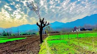 Arman Naveed