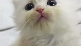Sweet funny viral cat 2023
