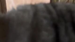 cat, cats, cute pet, cute cat,  cat soft, cat video, cat lover