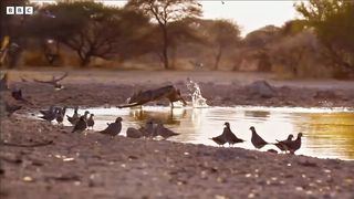 Wild Dogs Battle For Food _ Dogs In The Wild_ Meet The Family _ nisarbijle
