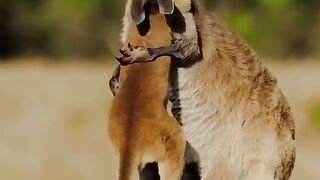 Kangaroo ???? with baby