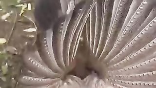 Beautyfull birds