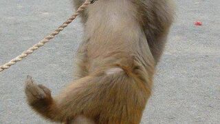 Funny Cat & Monkey Videos  ???? - ???? ???? ???????????????? Bast3 #funny #animal