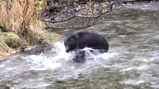 Bear In The River