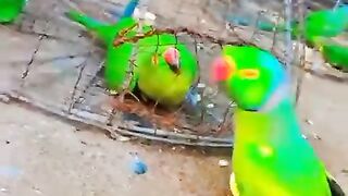 Beautifull bolny wala parrit