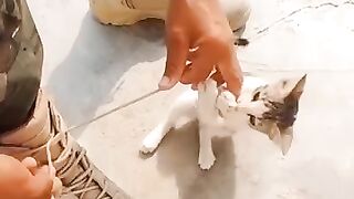 A cute cat is a furry, four-legged animal