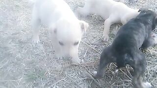 Funny dogs