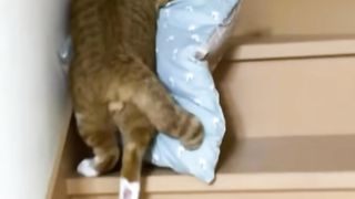 Nice Cat ( Funny Vidoe)