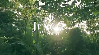 New beautiful world wild animals viral video on febsport