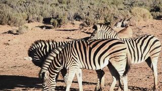 Zebra Playing