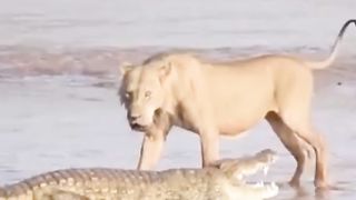 Lions hunting crocodile ????????