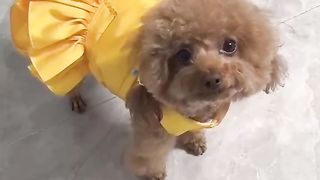 Cute dog