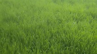 Greenry