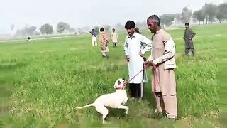 very danger dog fighting ھھھھ