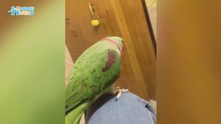 PARROT PLAY WITH Punjabi