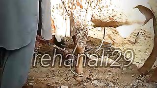 funny video male and cow first time #virl video commedy????????????