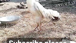 Aseel rooster Ka shok karo