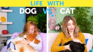 LIFE WITH DOG VS LIFE WITH CAT. Corgi life __ Relatable facts by 5-Minute FUN).