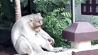 Cat vs. Monkey_ Cat Attacked By Monkey In Real Fight _ New Video 2023