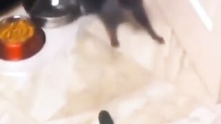 funny cats reaction