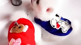cat enjoying