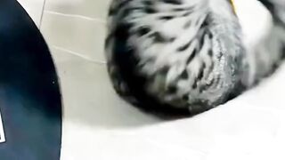 Cat and duck fight ????