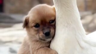 Funny dog and duck videos #animalsvideo