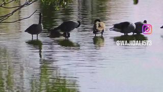 Wild Ducks Swimming