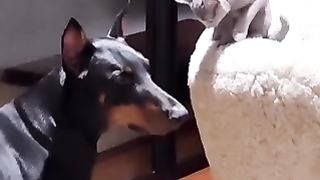 My Beautiful Cat | Enjoy Moment With Cat-Dog