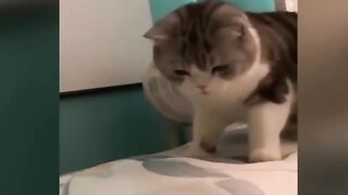 Cat funny moments