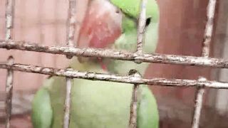 GREEN PARROT SPEECH BIRD