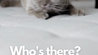 A Cat is wondering who is there?