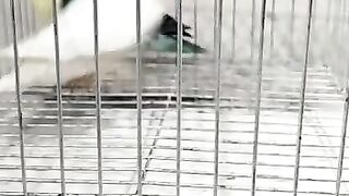 Lovebird