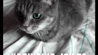 Bringing Joy to Your Cat The Secrets of Happy Cat Sitting