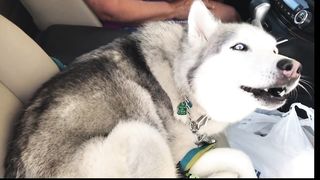 Funny dog