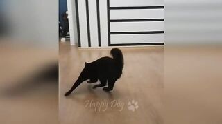 Funny animals - Funny cats / dogs - Funny animal videos