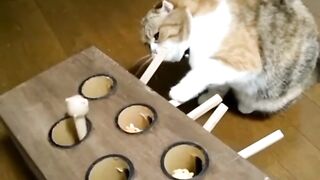Cat play game