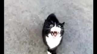 Cat crying