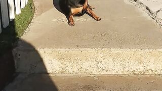 Funny animals