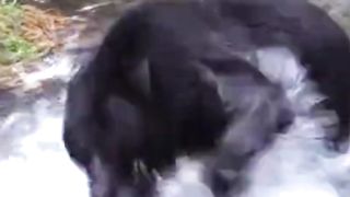 Wildlife animals adventure