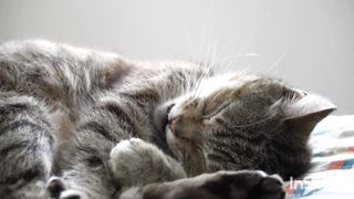 Cute cat Fabulous Beautiful Cute Kittens cute baby cat