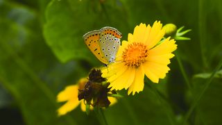 beautiful flower