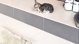 Rescued Kitten